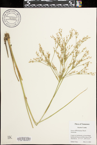 Juncus diffusissimus image