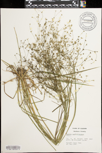 Juncus diffusissimus image