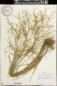 Juncus diffusissimus image