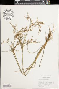 Juncus diffusissimus image