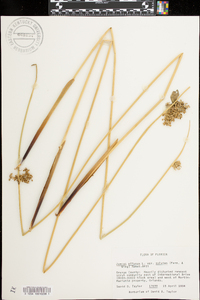 Juncus effusus var. solutus image