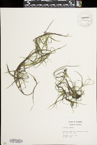 Juncus repens image