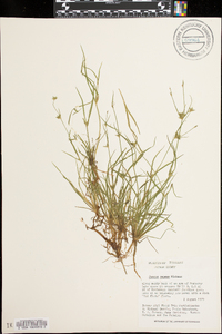 Juncus repens image