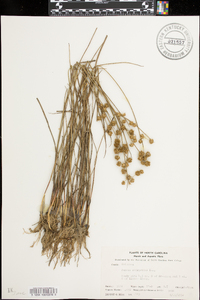 Juncus scirpoides image