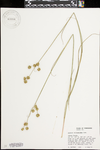 Juncus scirpoides image