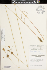 Juncus secundus image