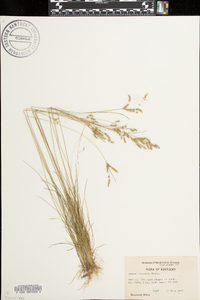 Juncus secundus image