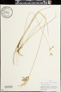 Juncus dichotomus image