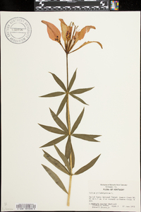 Lilium philadelphicum image