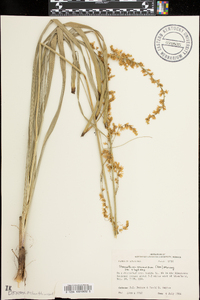 Stenanthium gramineum image