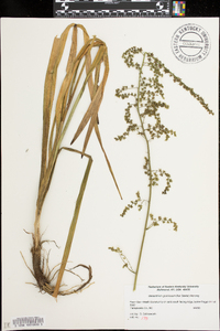 Stenanthium gramineum image