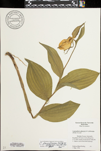 Cypripedium parviflorum var. pubescens image