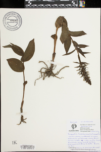 Epipactis helleborine image