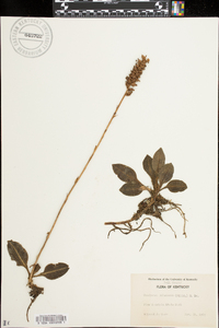 Goodyera pubescens image