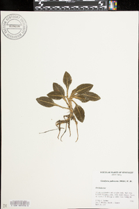 Goodyera pubescens image