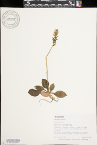 Goodyera pubescens image