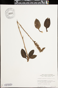 Goodyera pubescens image