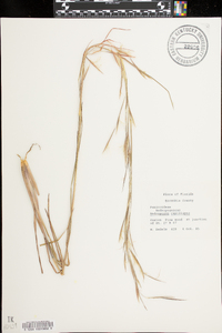 Andropogon capillipes image