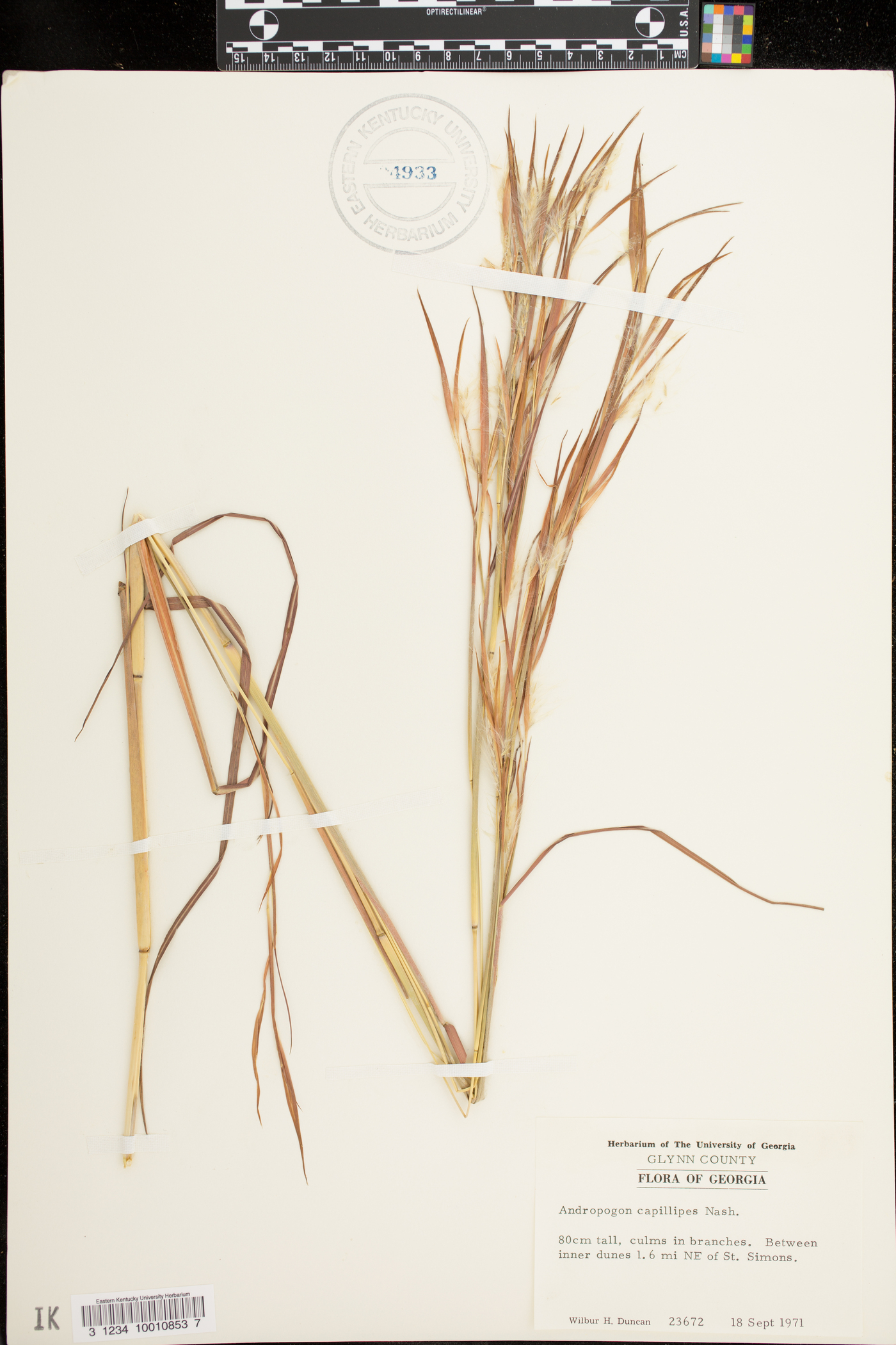 Andropogon capillipes image