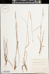 Schizachyrium sanguineum var. hirtiflorum image