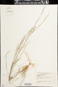 Aristida dichotoma image