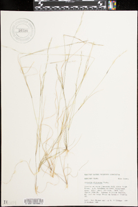 Aristida dichotoma image