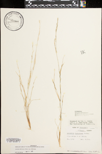 Aristida dichotoma image