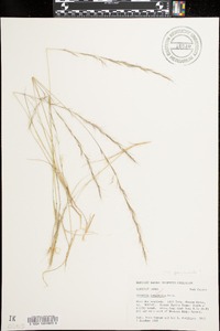 Aristida longespica image