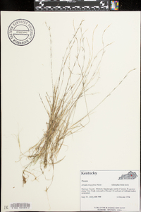 Aristida longespica image