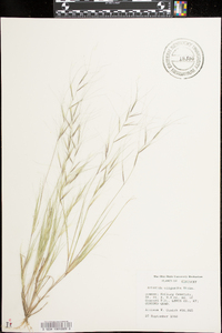 Aristida oligantha image