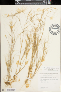 Aristida oligantha image