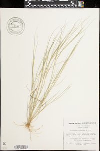 Aristida oligantha image