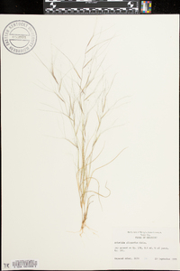 Aristida oligantha image