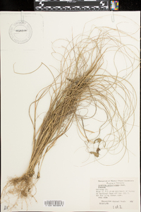 Aristida purpurascens image