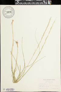 Aristida purpurascens image