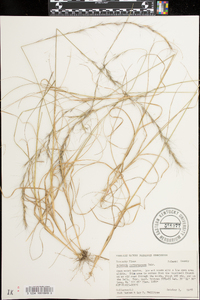 Aristida purpurascens image