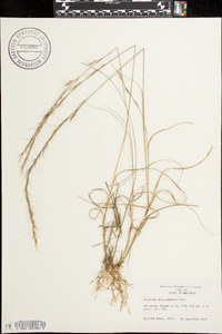 Aristida purpurascens image