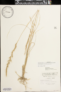 Aristida purpurascens image