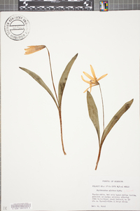 Erythronium albidum image