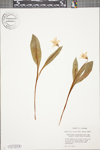 Erythronium americanum subsp. harperi image