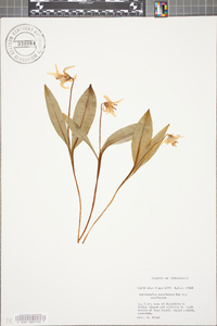 Erythronium americanum subsp. americanum image