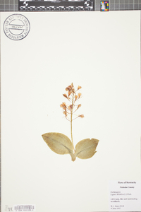 Liparis liliifolia image