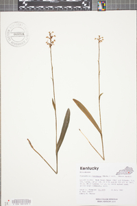 Platanthera clavellata image