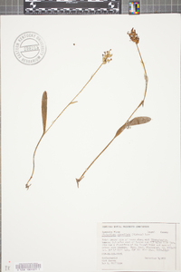 Platanthera clavellata image