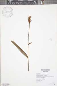 Platanthera clavellata image