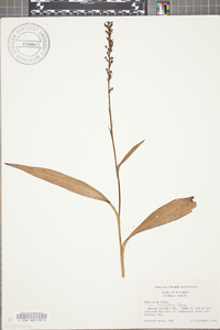 Platanthera flava image