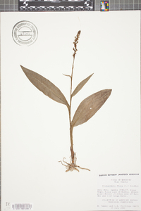 Platanthera flava image