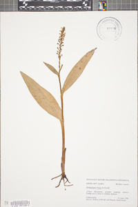 Platanthera flava image