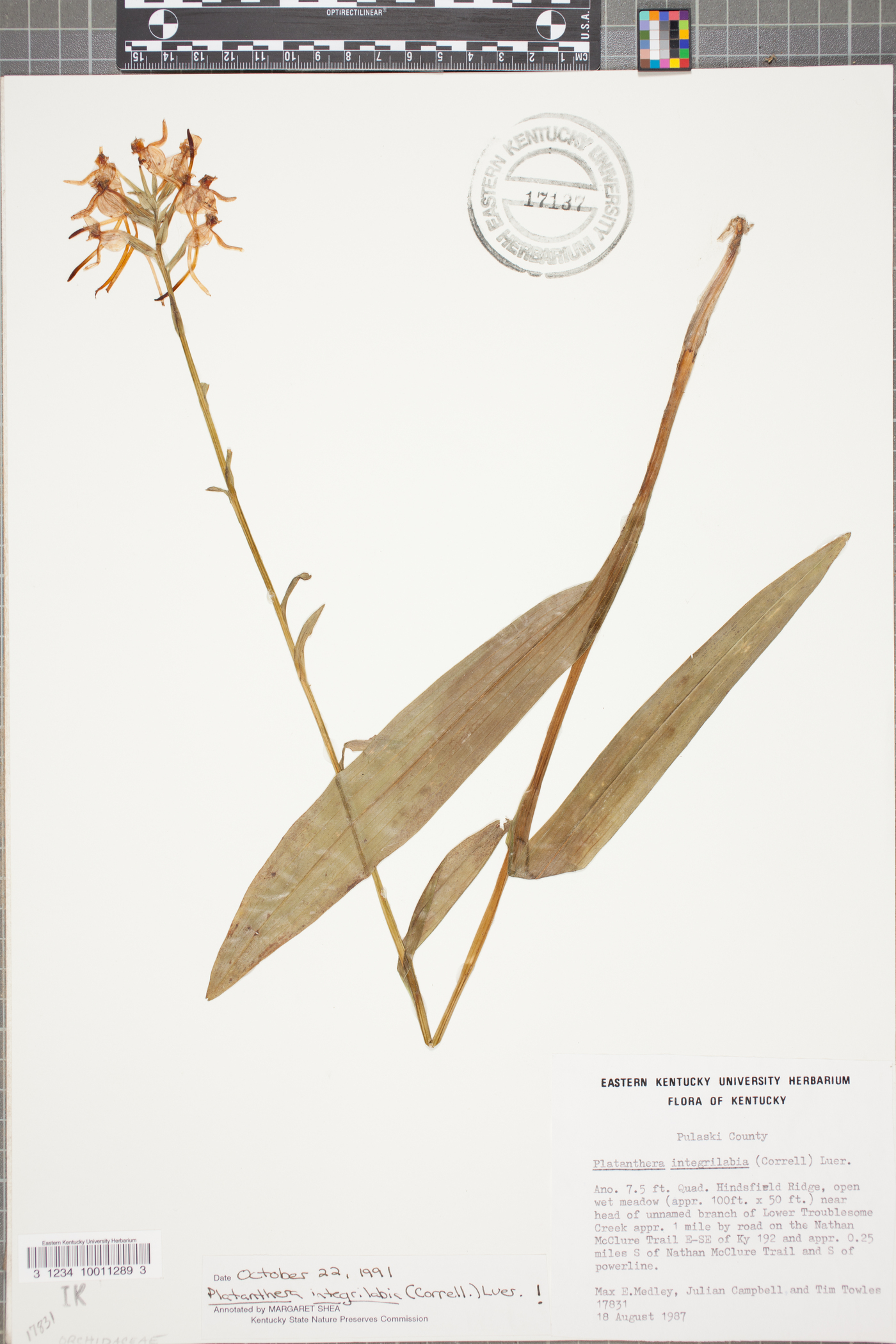 Platanthera integrilabia image
