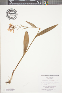 Platanthera peramoena image